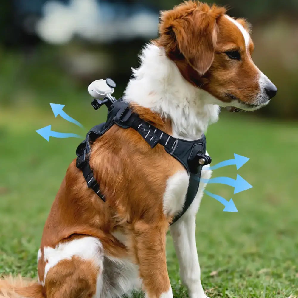 Insta360 Go 3S / 3 Pet Harness Mount